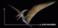Pteranodon